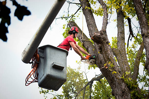 Best Dead Tree Removal  in Pho, IL